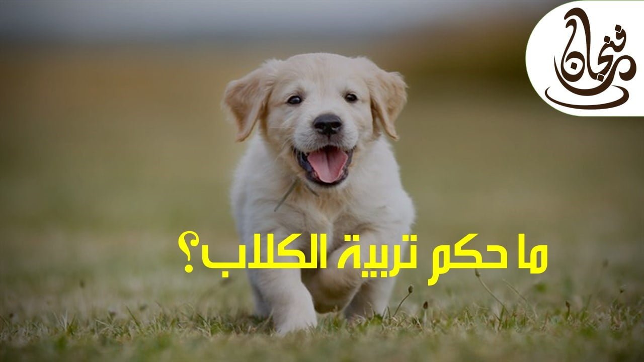 البر الرئيسى الازدحام المروري تخويف حكم اقتناء الكلاب في المنزل Sjvbca Org