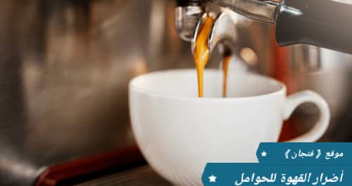 دراسة جديدة تُحذّر من أضرار القهوة على النساء الحوامل