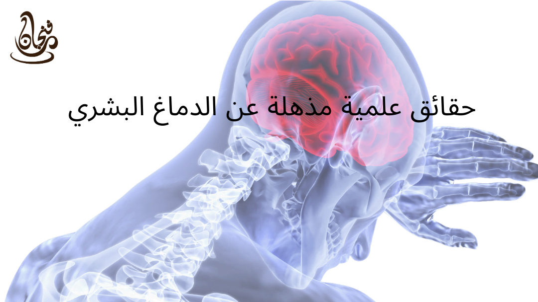 حقيقة عن الدماغ البشري