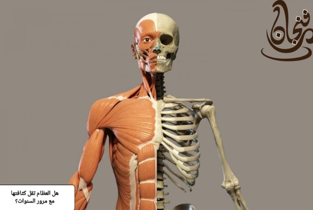 عظام الإنسان تقل كثافة