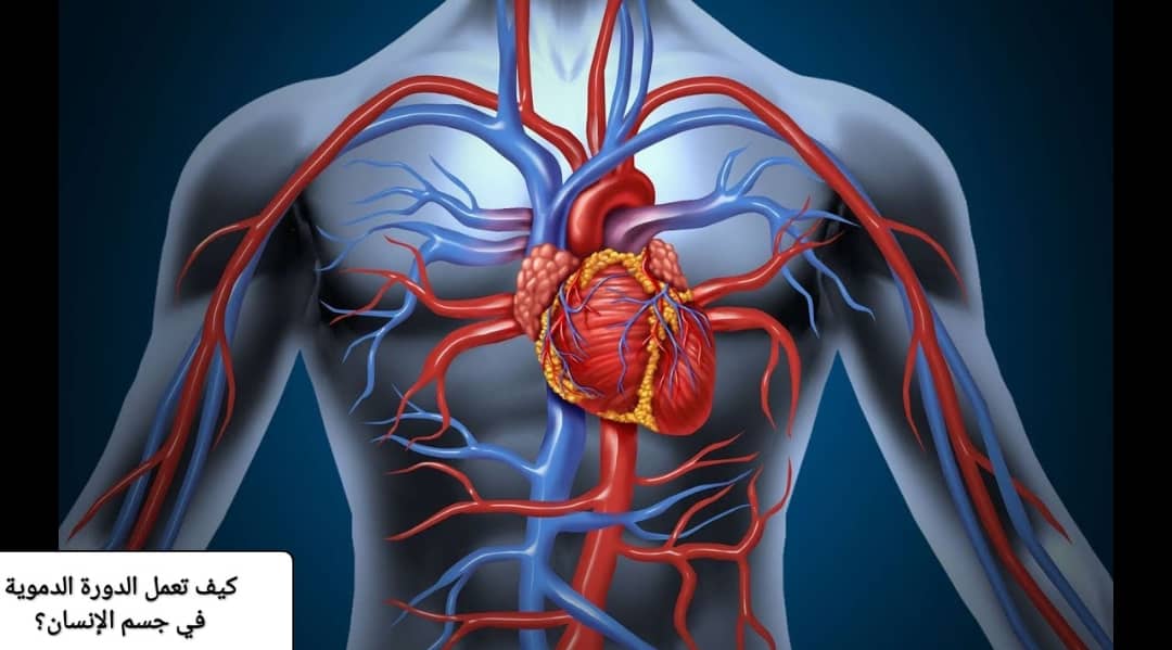 كيف تعمل الدورة الدموية في جسم الإنسان فنجان