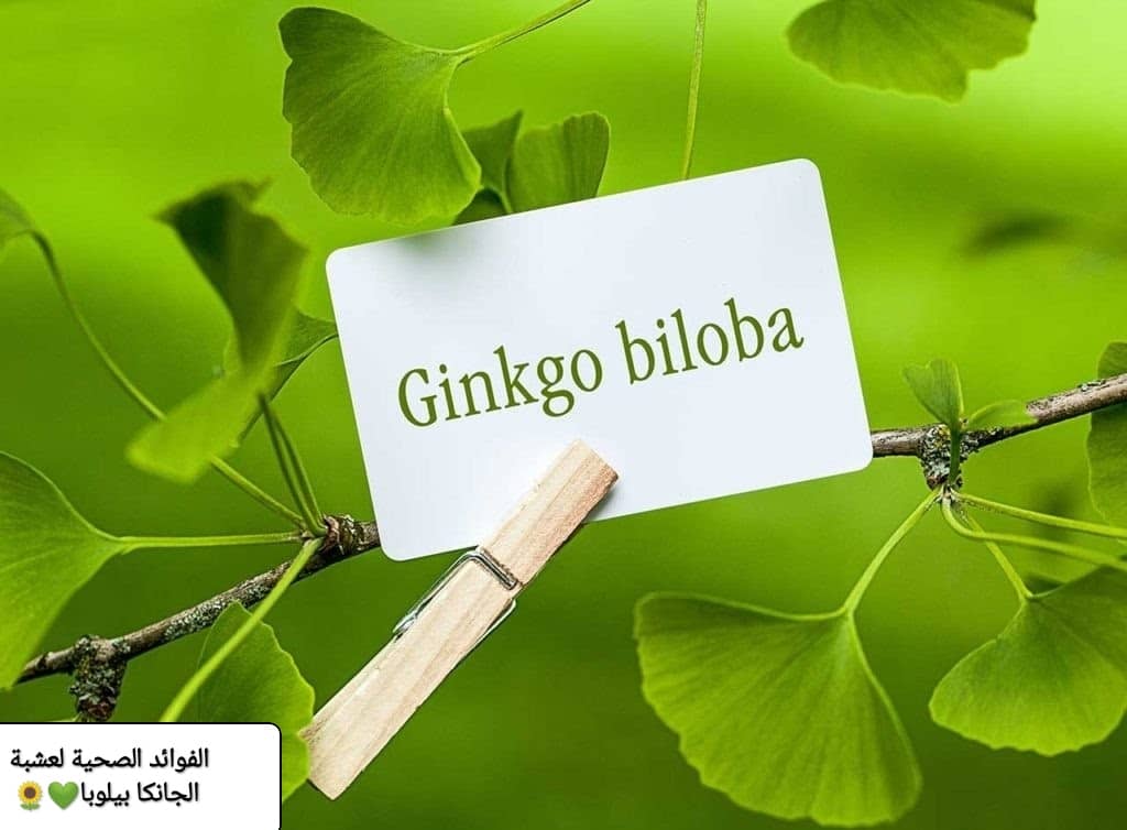 فوائد الجنكو بيلوبا