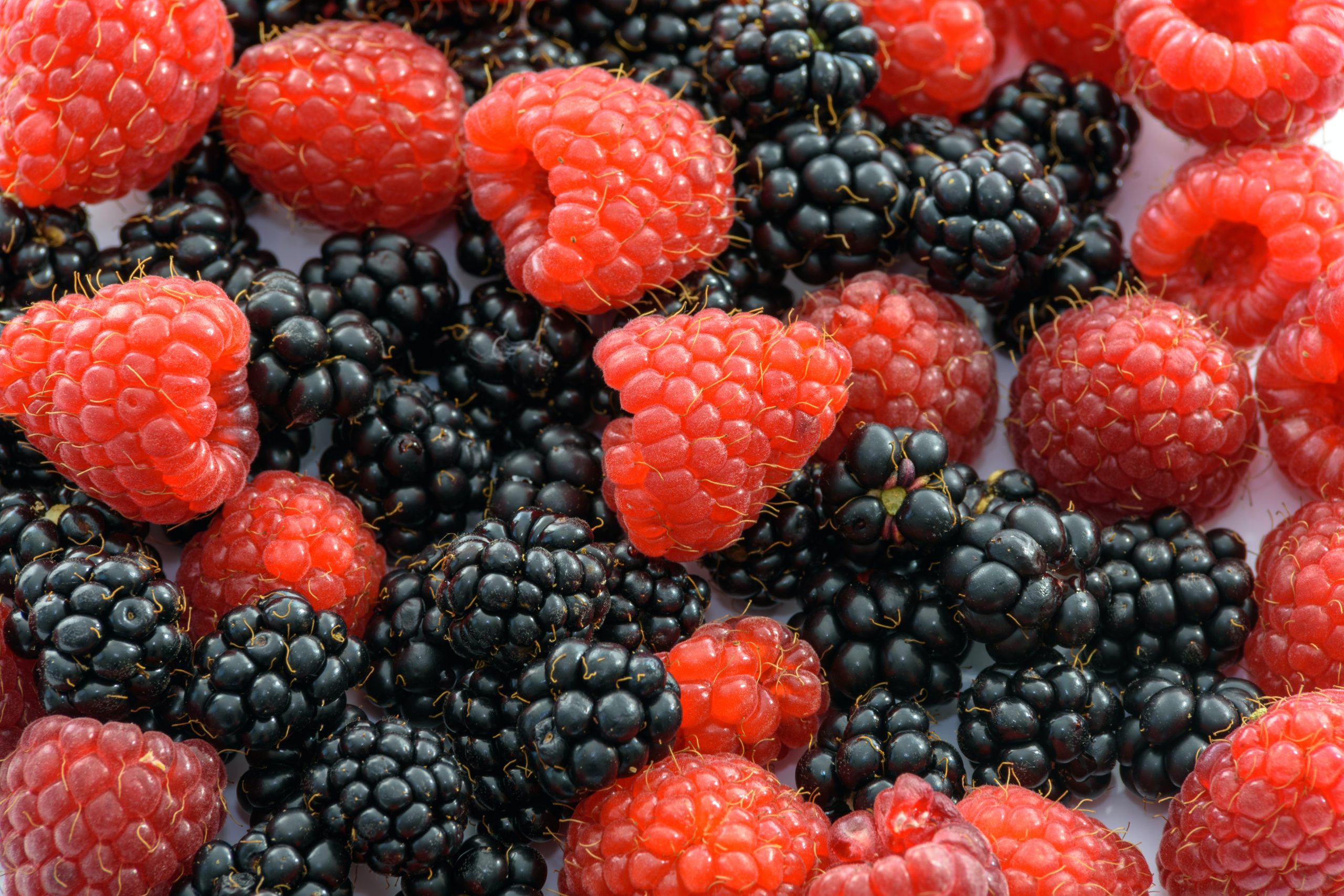 7 فوائد صحيّة لفاكهة التوت
