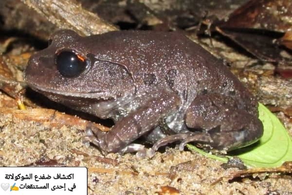 اكتشاف ضفدع الشوكولاتة في المستنقعات