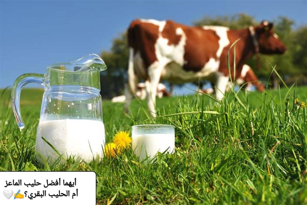 حليب الماعز أم الحليب البقري