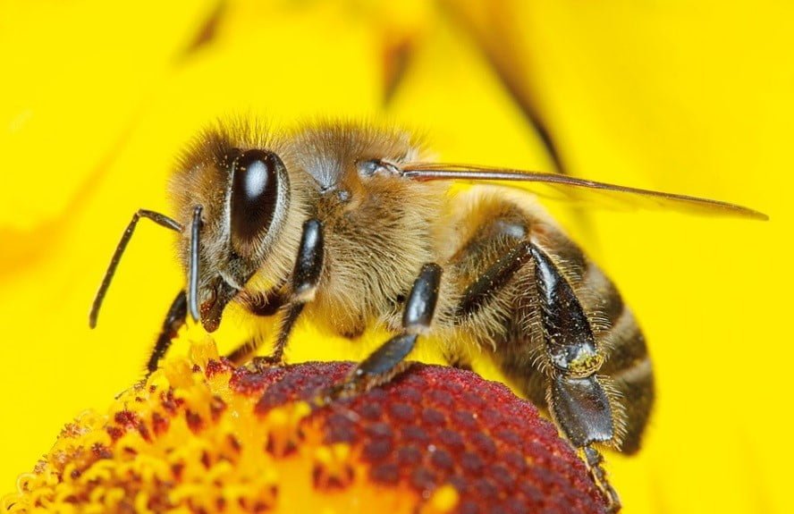 النحل