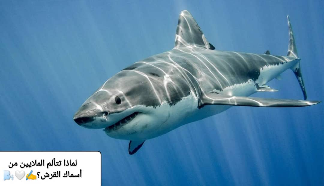 أسباب تألم أسماك القرش حول العالم