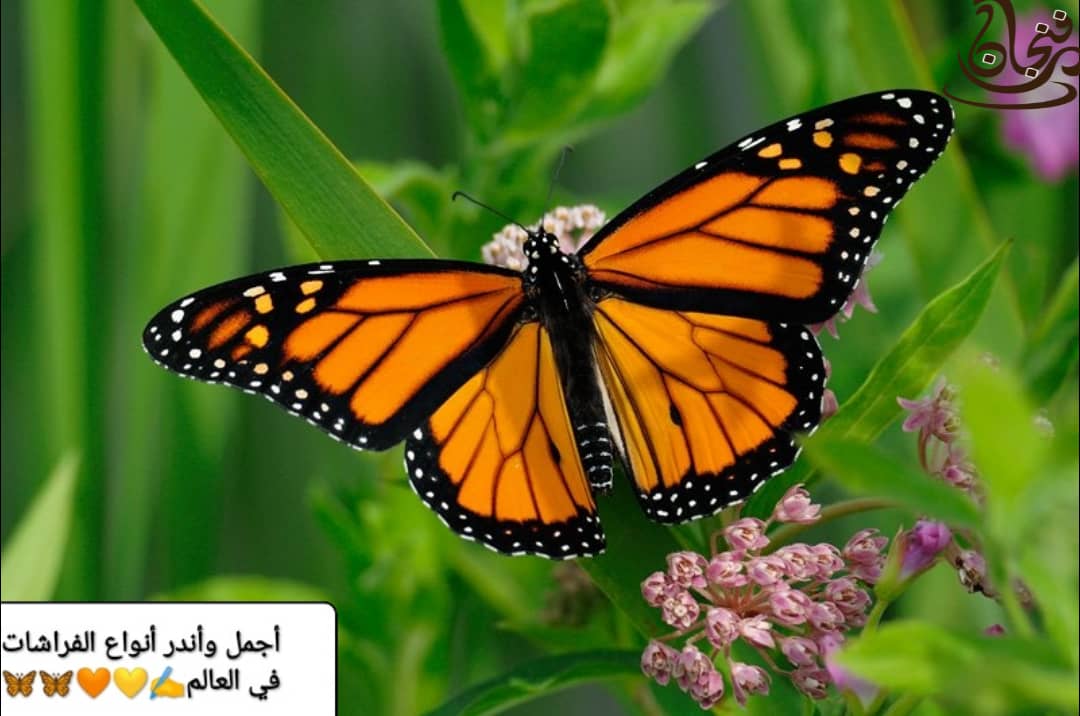 أجمل وأندر أنواع الفراشات في العالم