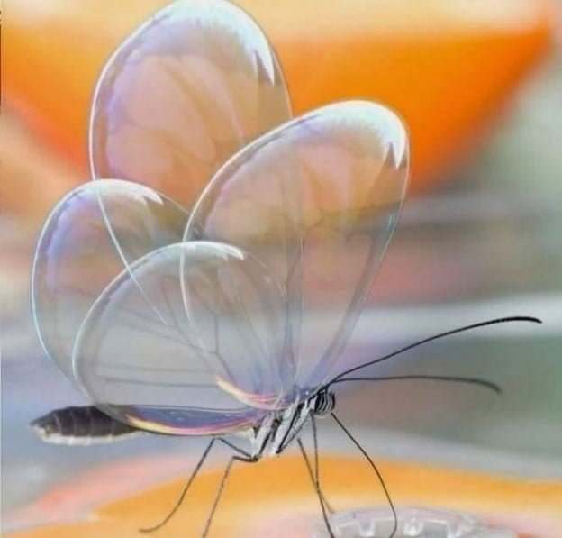 الفراشة الشفافة