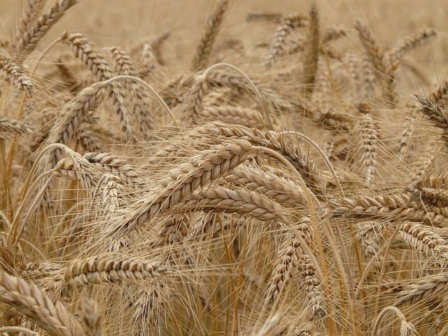ما هي فوائد عشبة القمح؟
