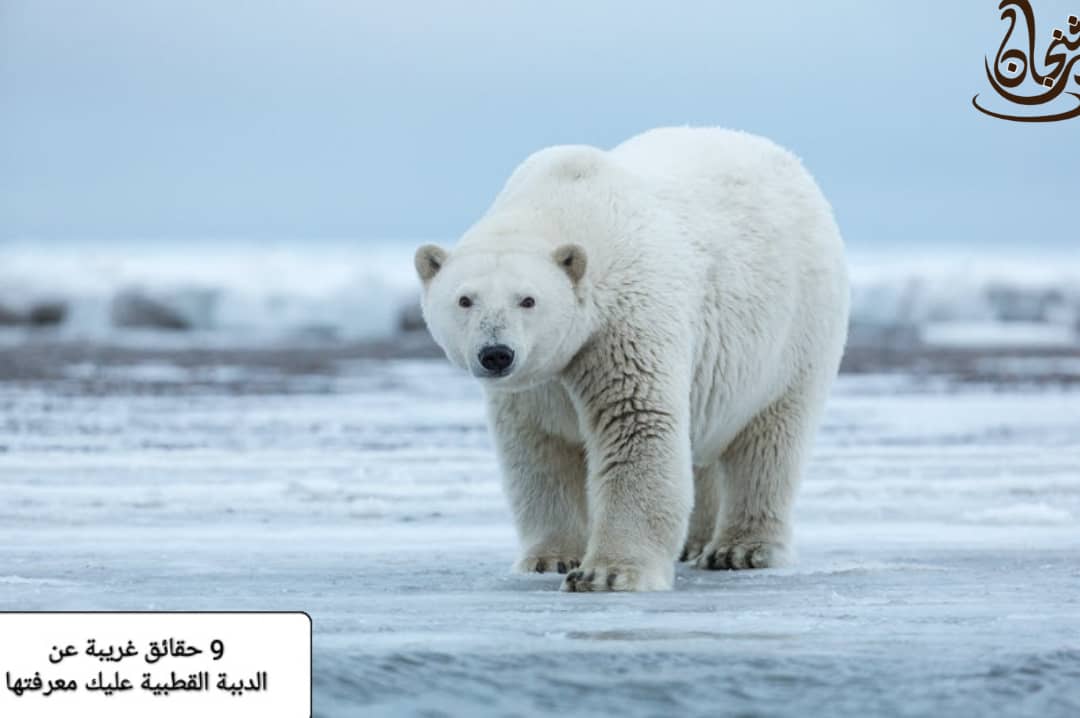 9 حقائق عن الدب القطبي عليكَ معرفتها