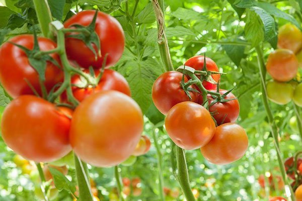 طرق زراعة الطماطم في المنزل