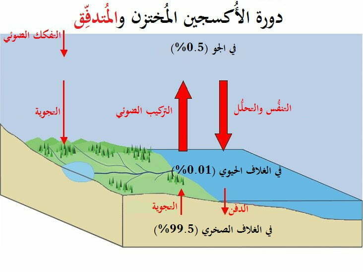 الدورات الحيوية الكيميائية