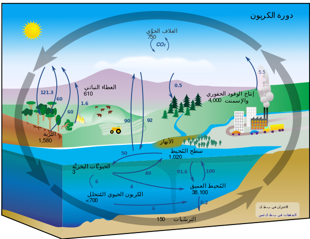 دورة الكربون