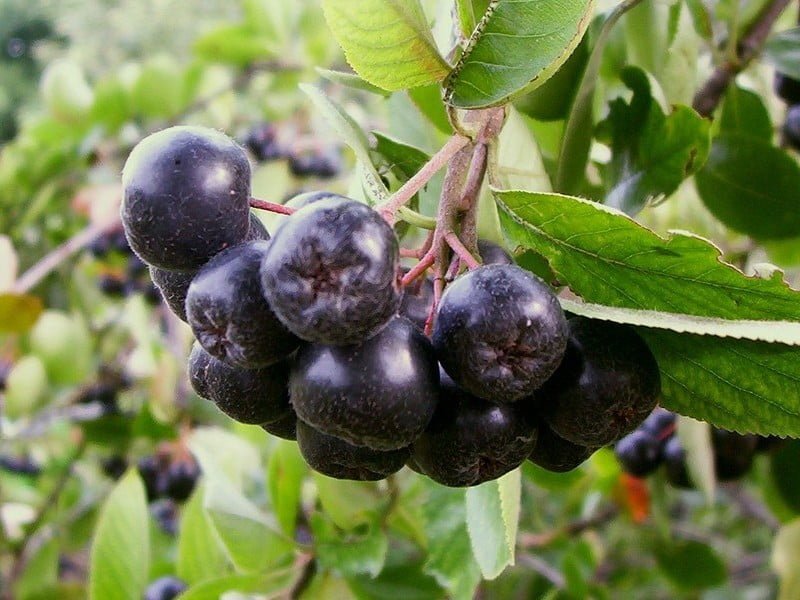 فاكهة الآساي وفوائده الصحية العديدة