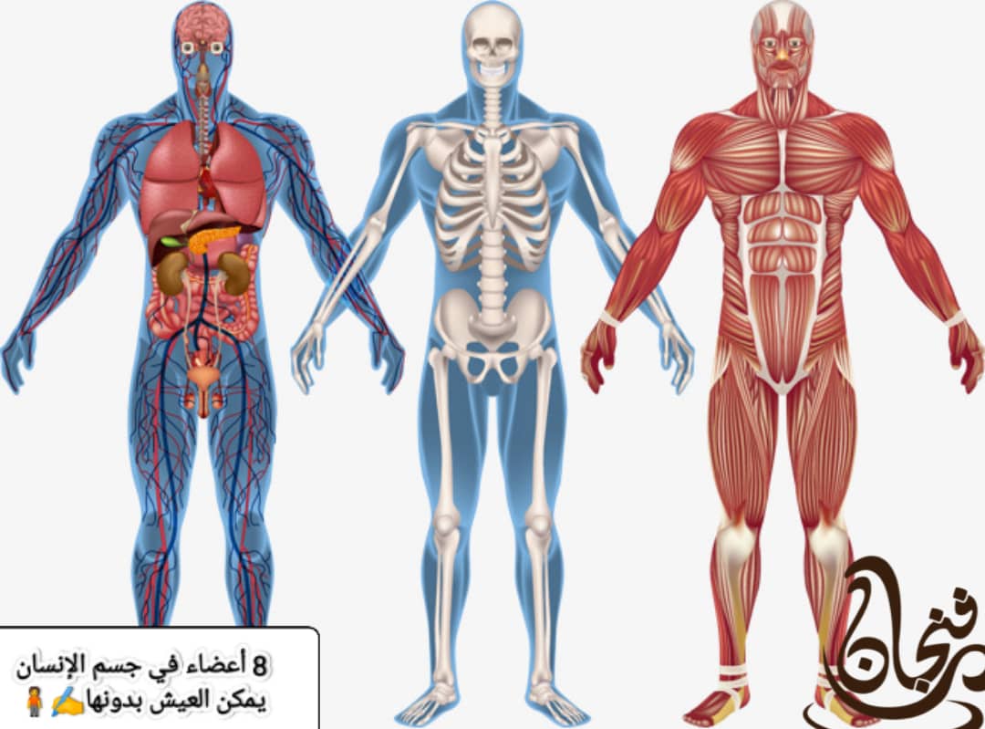 8 أعضاء في جسم الإنسان يمكن العيش بدونها