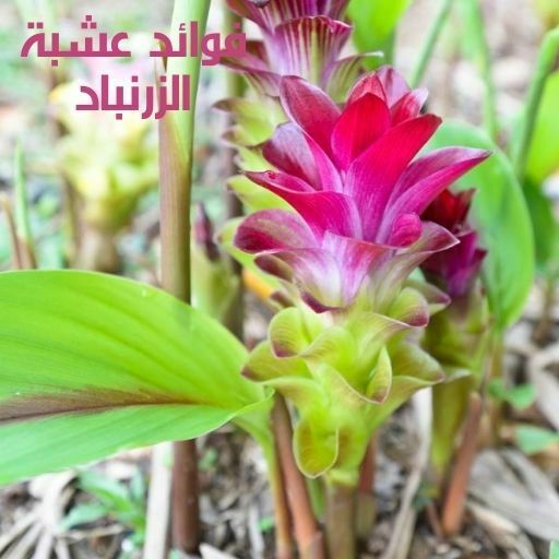 فوائد عشبة الزرنباد