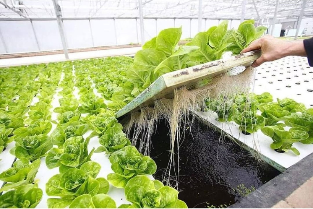 الزراعة المائية المنزلية Home hydroponics