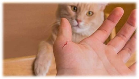 أضرار خدش القطط
