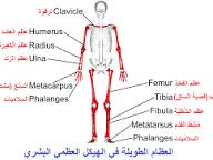 ما هي أنواع العظام في جسم الإنسان