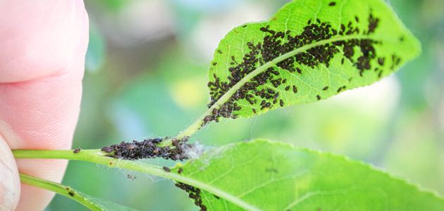 أضرار حشرة المن الأسود على النباتات