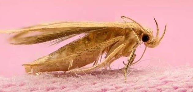 اسئلة عن حشرة العثquestions about moths