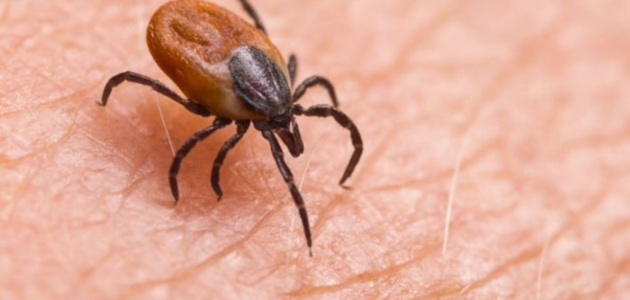 التخلص من حشرة القرادgetting rid of ticks
