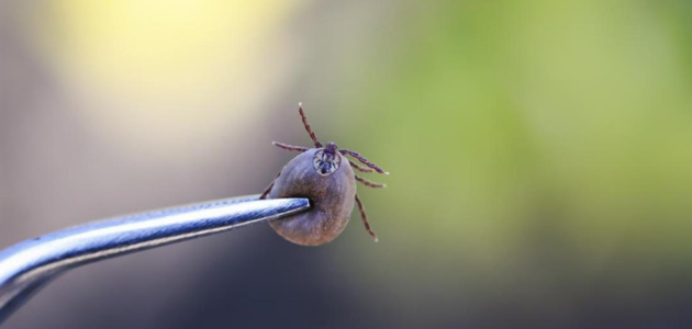 أسئلة حول حشرة القراد questions about ticks