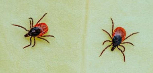 معلومات عن حشرة القرادinformation about ticks