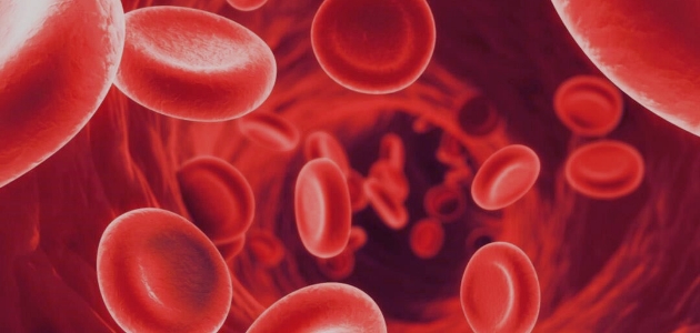 ما أسباب فقر الدم؛ رسم توضيحي عن كريات الدم الحمراء.