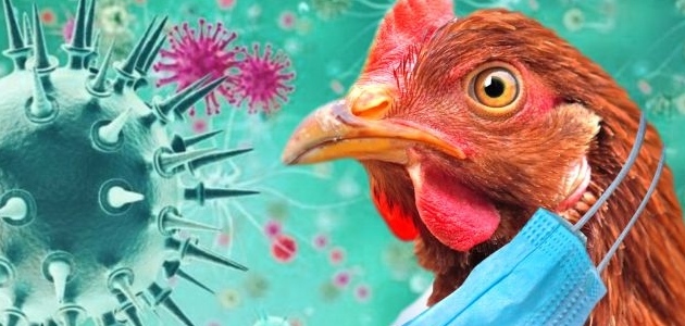 علامات انفلونزا الطيورsigns of avian influenza 