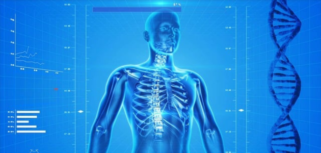 bones-human-body عدد العظام الموجودة في جسم الإنسان