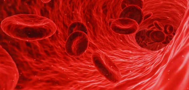 ماذا يعني فقر الدم؛ رسم لكريات الدم الحمراء باللون الأحمر.