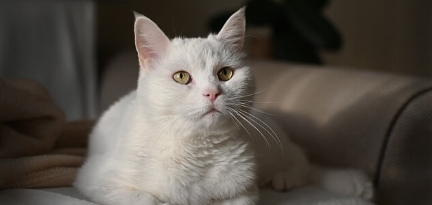 القوباء الحلقية عند القطط Ringworm in cats